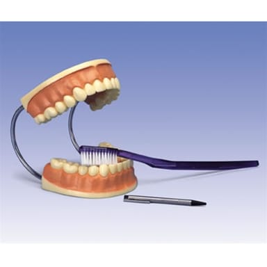 Giant Dental Care Model, 3 times life-size