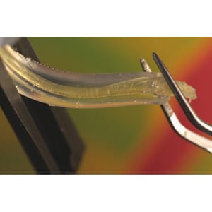 eFiber 1.6mm 10cm (bis-gma & pmma)