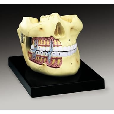 Upper and Lower Jaw